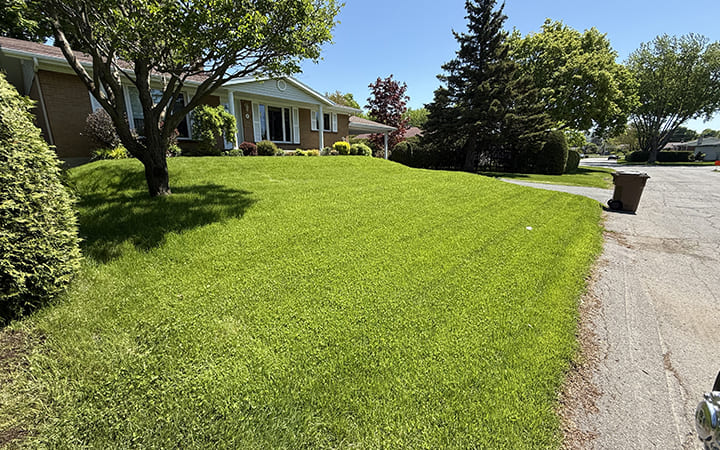 Réparation de pelouse à Victoriaville.